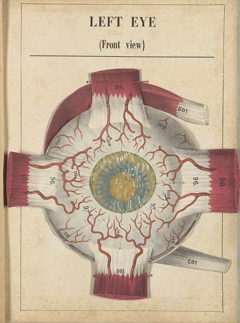 Left Eye manikin plate showing the front view of an eye with blood vessels and numbered muscles