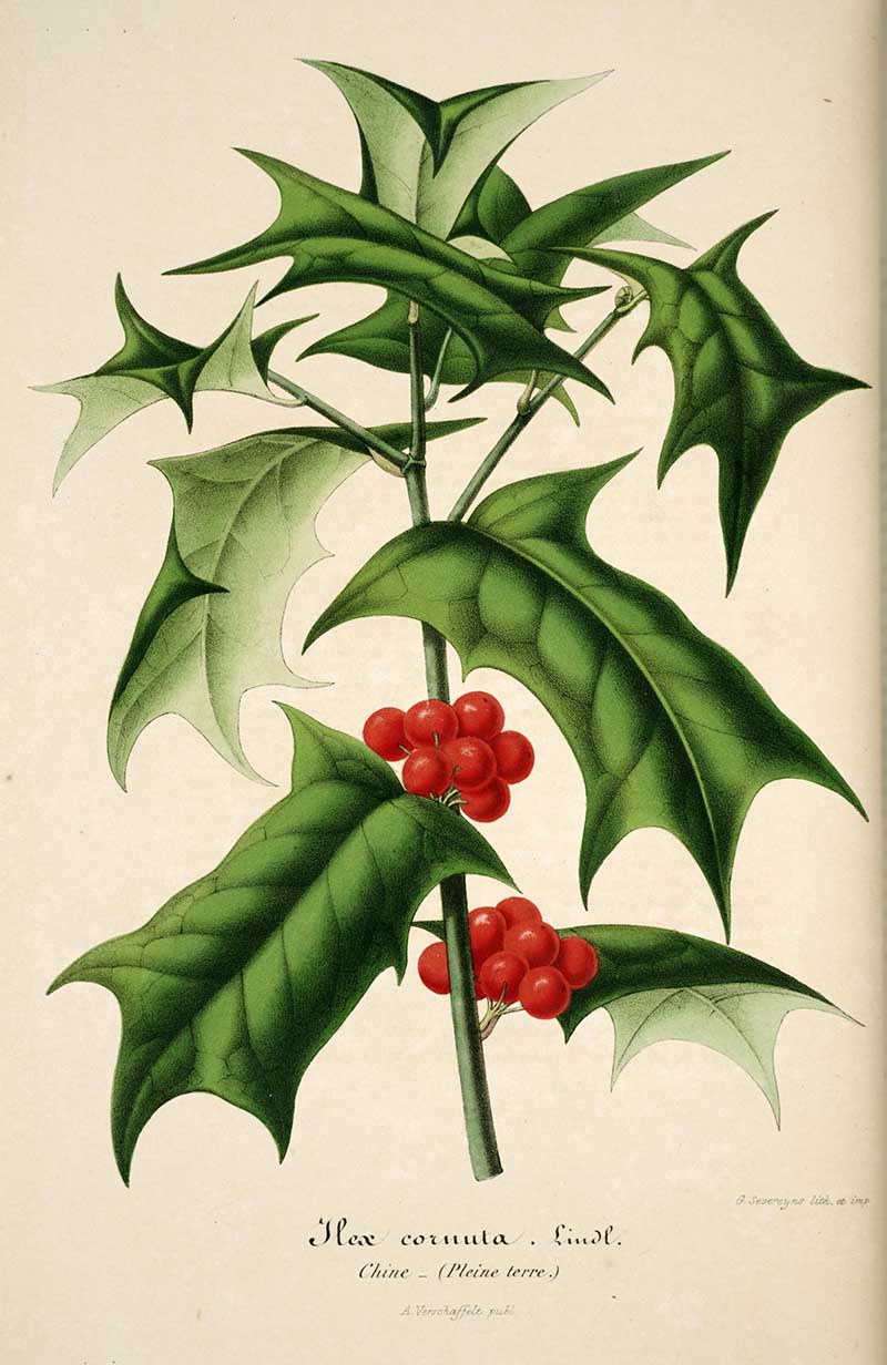 Chinese holly (Ilex cornuta) branch with sharply horned green leaves and red berries, from Flore des Serres et des Jardins de l'Europe, lithographed by Gyselnyck.