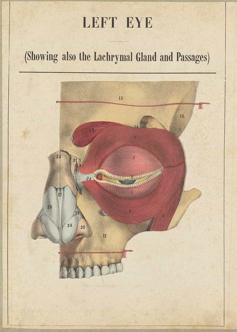Left Eye pictorial manikin plate showing the lacrymal gland and passages beside the eye and skull