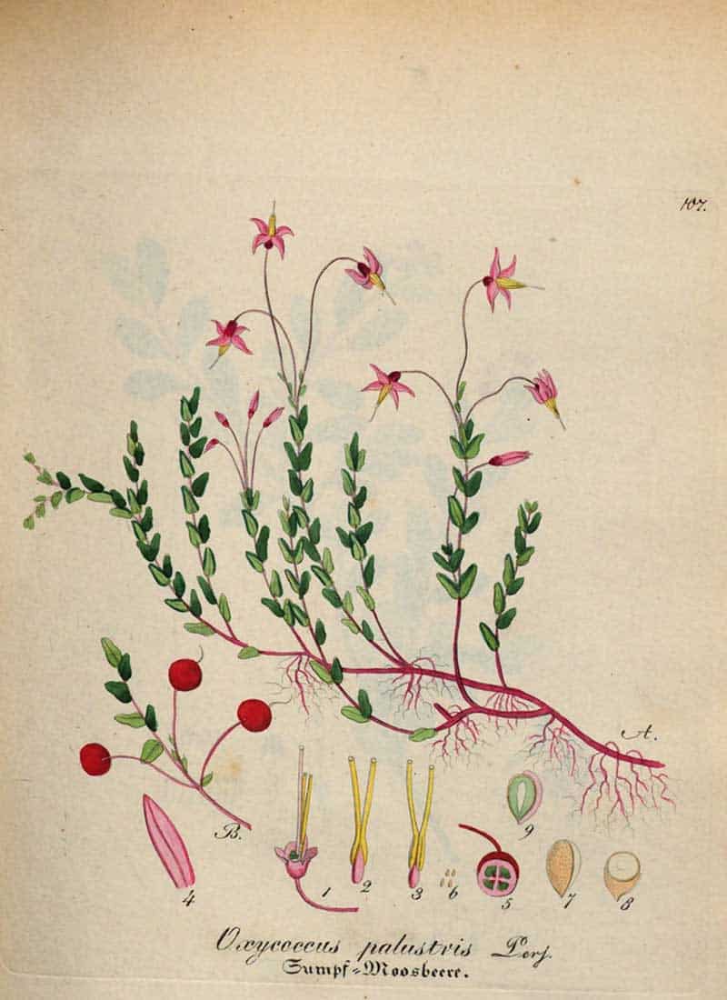 Bog cranberry (Vaccinium oxycoccos, historically Oxycoccus palustris) with trailing stems, pink flowers, red berries and botanical details, an 1838 plate by David Dietrich.