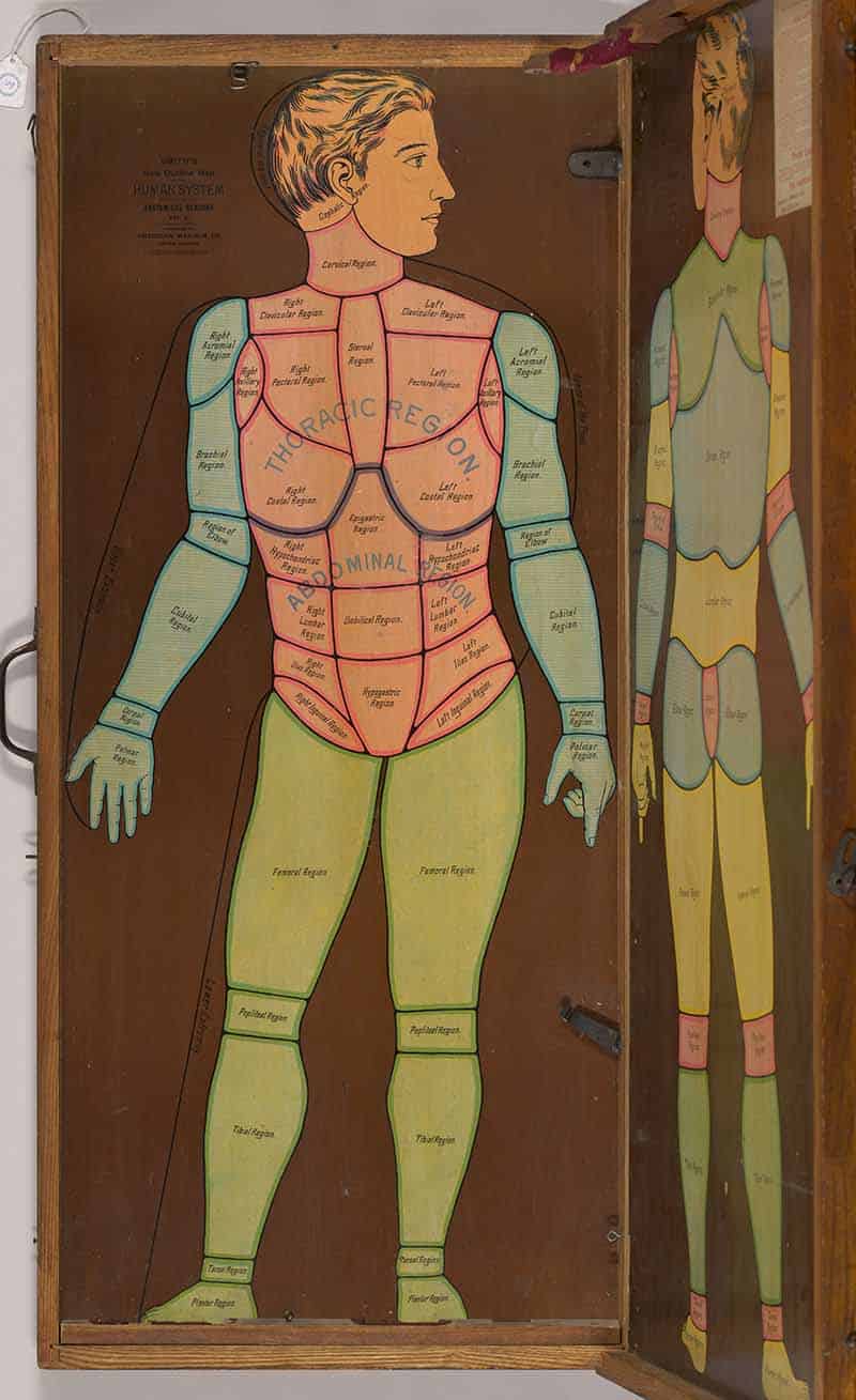 Human American Manikin cabinet front showing a color-coded male body diagram with thoracic, abdominal, and limb regions