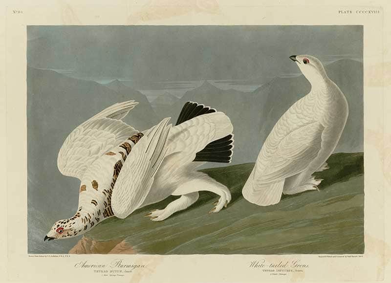 American Ptarmigan (Willow Ptarmigan, Lagopus lagopus) and White-tailed Grouse (Lagopus leucura) in snowy terrain, Plate 418 of John James Audubon's The Birds of America.