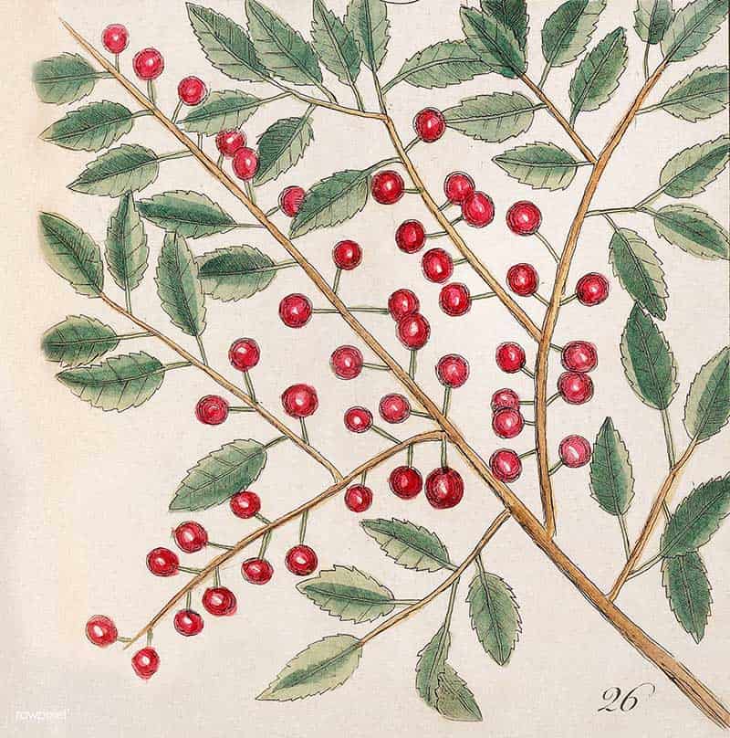 Vintage botanical illustration of a dogwood branch with serrated green leaves and many round red berries; original species and publication not identified.