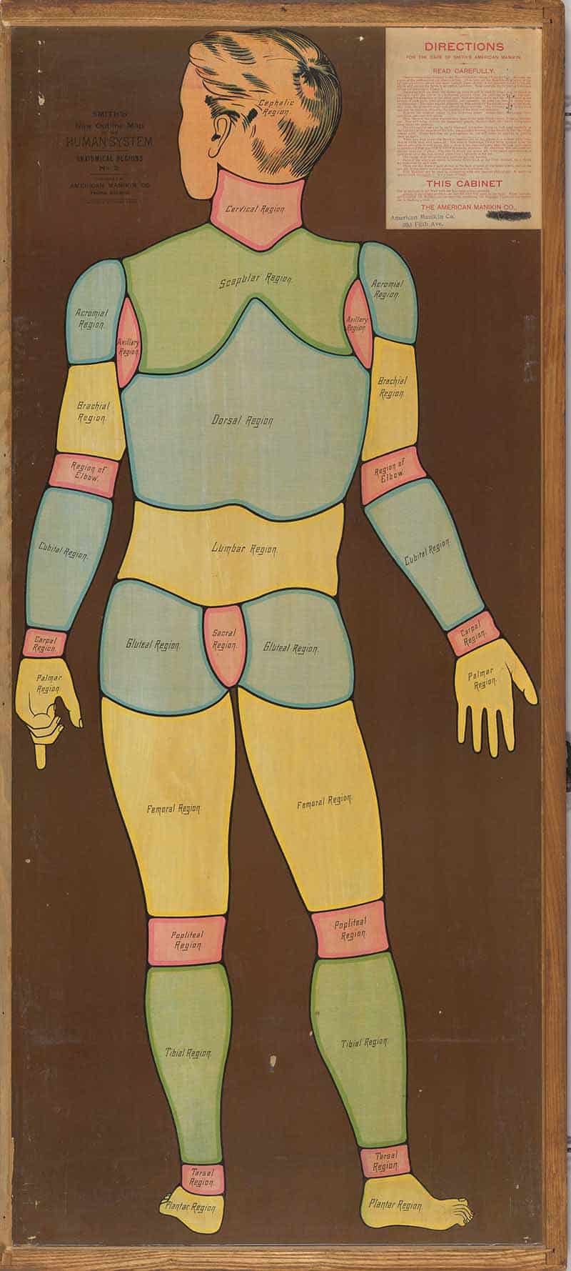 Human American Manikin cabinet back showing a color-coded male body diagram with dorsal, lumbar, gluteal, and limb regions