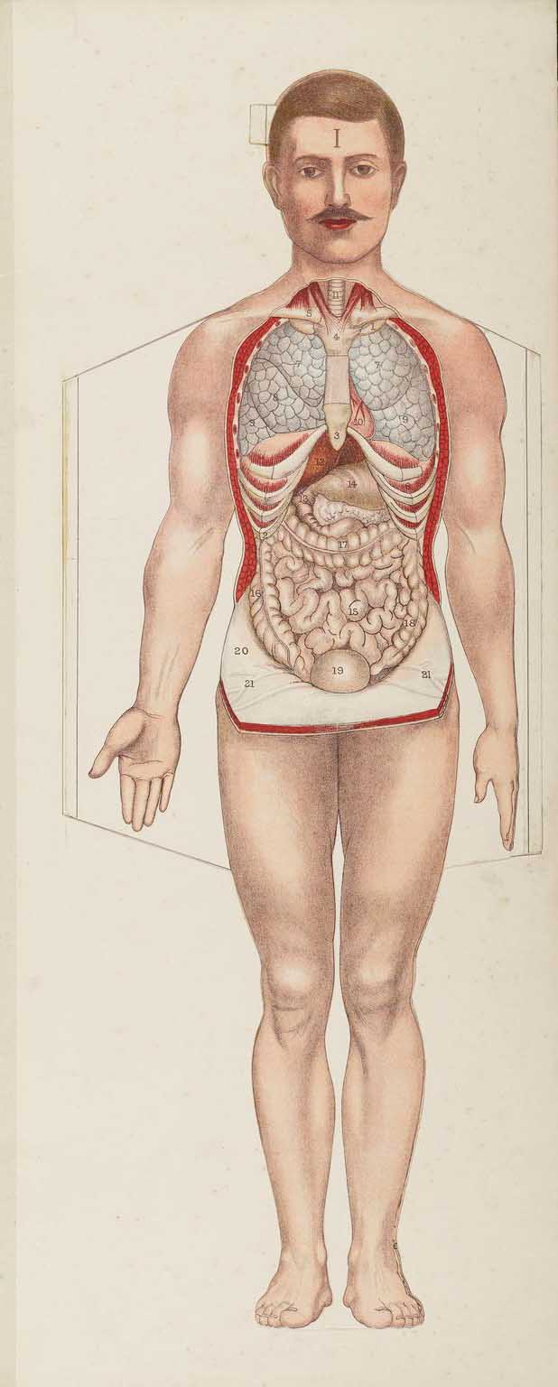 Philips' Popular Manikin plate showing a full-length male anatomical figure with lungs, heart, ribs, and intestines