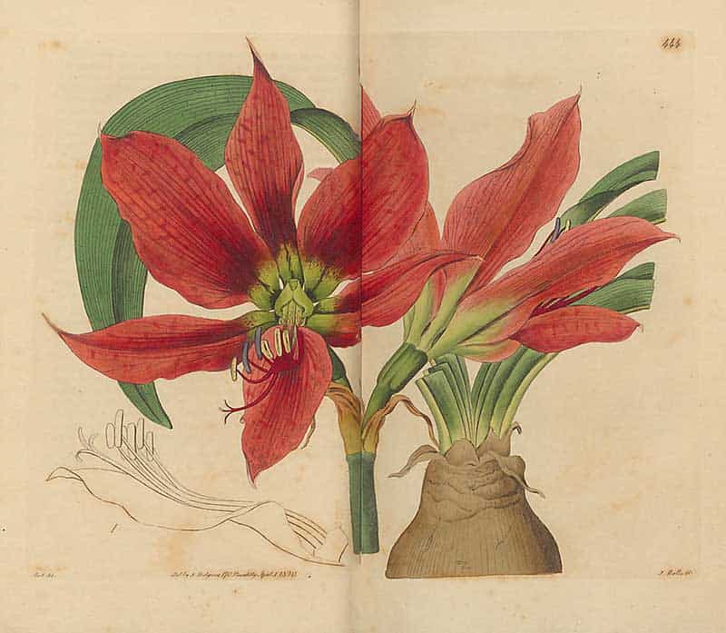 Royal amaryllis (Hippeastrum reginae, historically Amaryllis reginae) with large red flowers, bulb and floral details, Plate 444 from Edwards's Botanical Register.