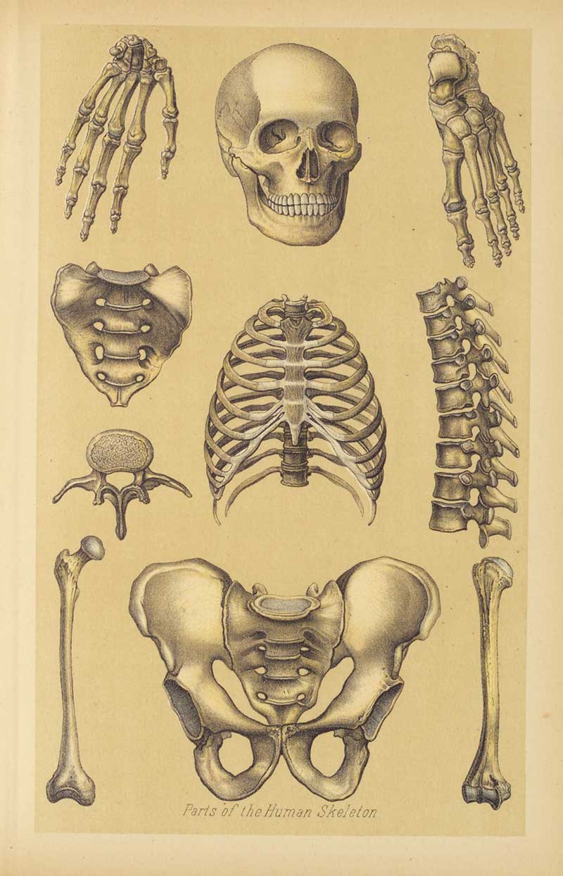 Joseph Gibbons Richardson skeleton plate showing skull, hands, feet, spine, rib cage, pelvis, and limb bones