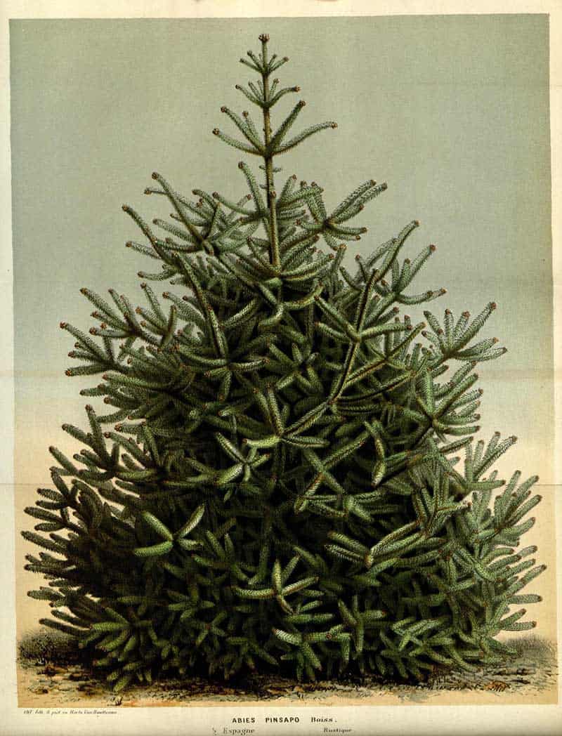 Spanish fir (Abies pinsapo) shown as a dense symmetrical evergreen tree, antique botanical plate captioned Abies pinsapo Boiss.; original publication not confirmed.