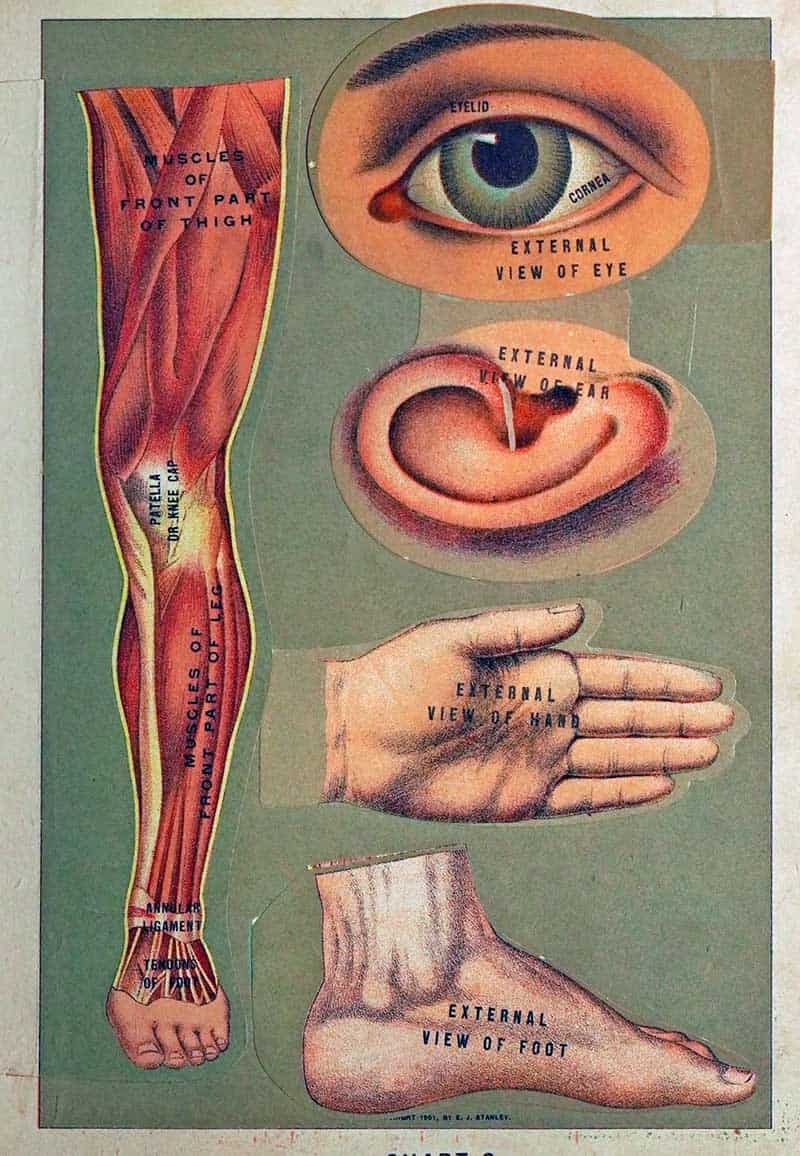 Medicology or Home Encyclopedia of Health plate showing external views of the eye, ear, hand, foot, and leg muscles