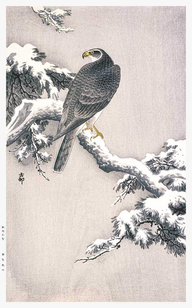 Bird of prey perched on a snow-covered branch, Japanese woodblock print by Ohara Koson.