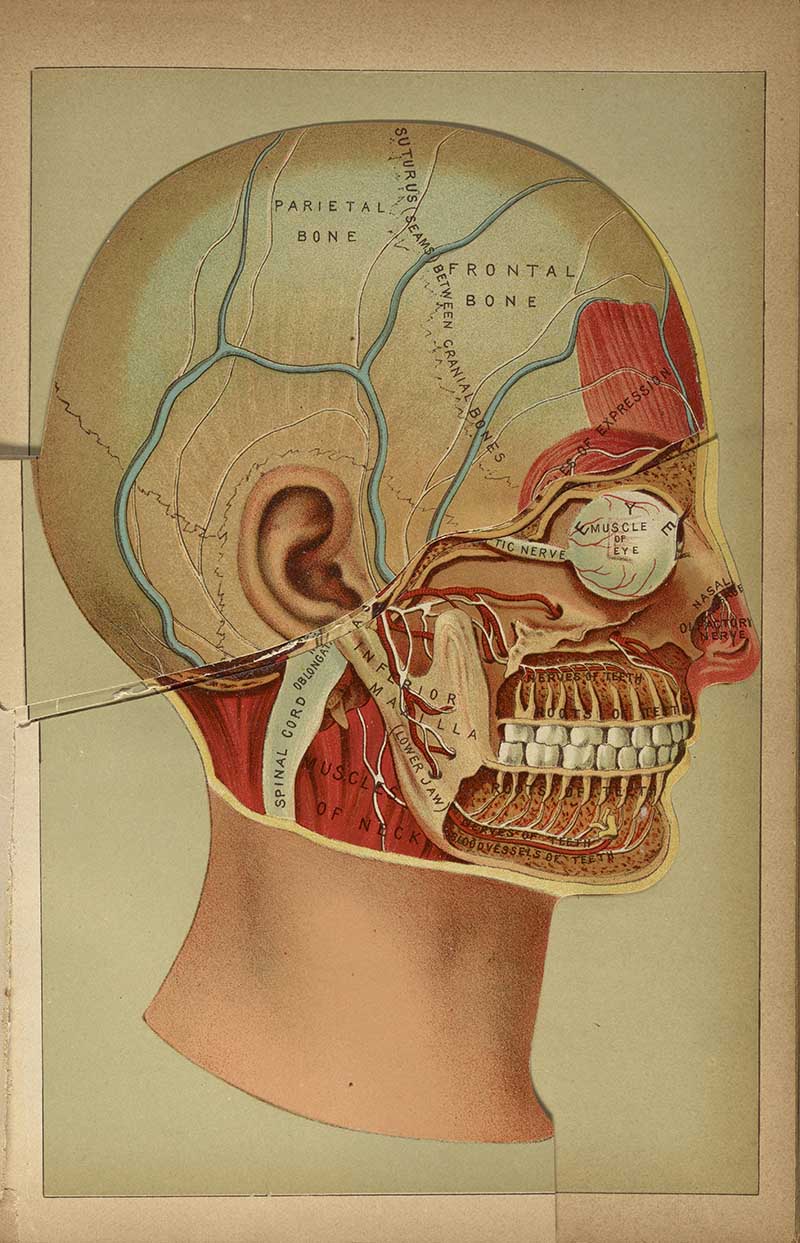 Side view anatomical head plate with skull, facial muscles, eye muscles, teeth, and jaw details