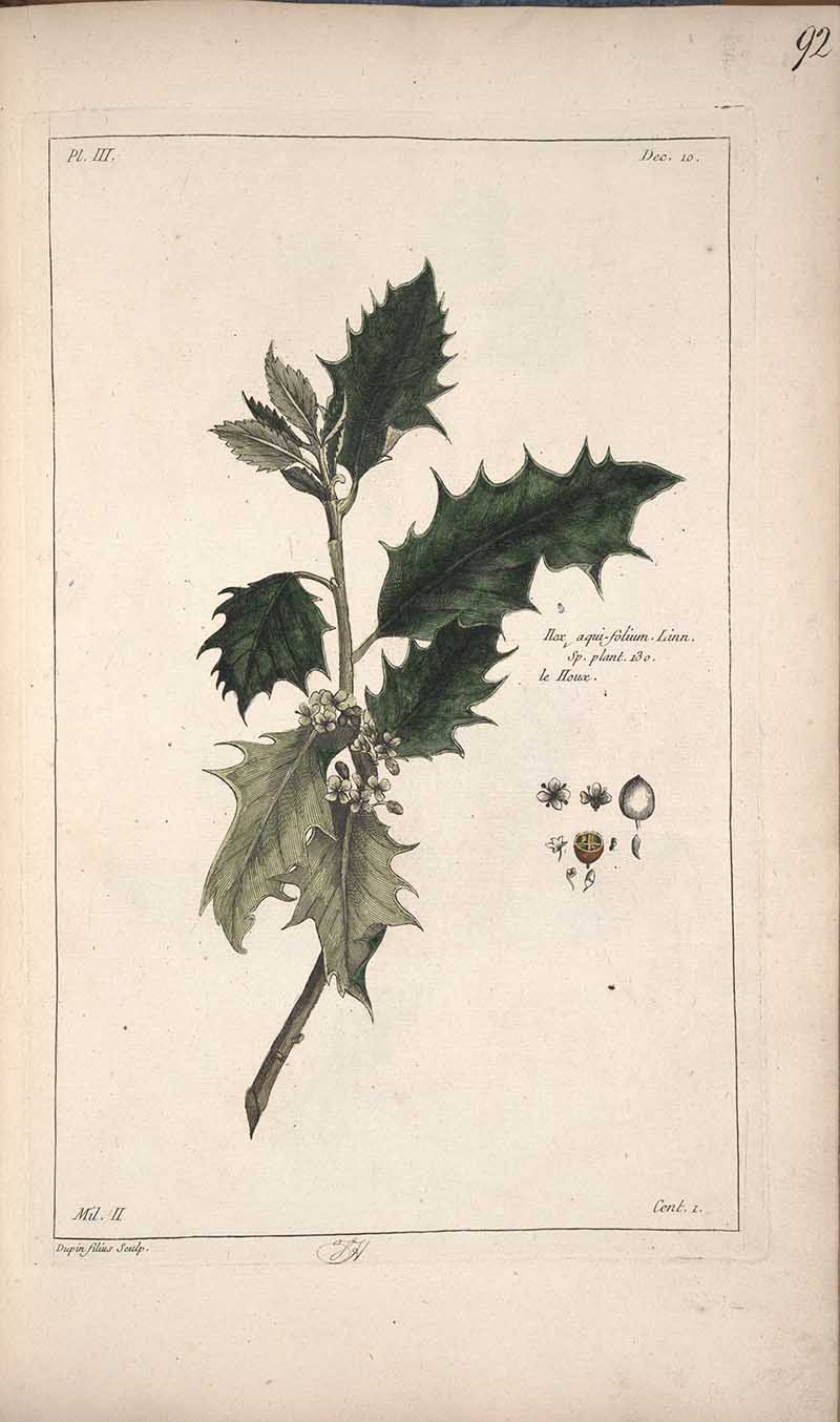Antique botanical plate of common holly (Ilex aquifolium) with spiny leaves and flower and fruit details, from Histoire universelle du règne végétal.