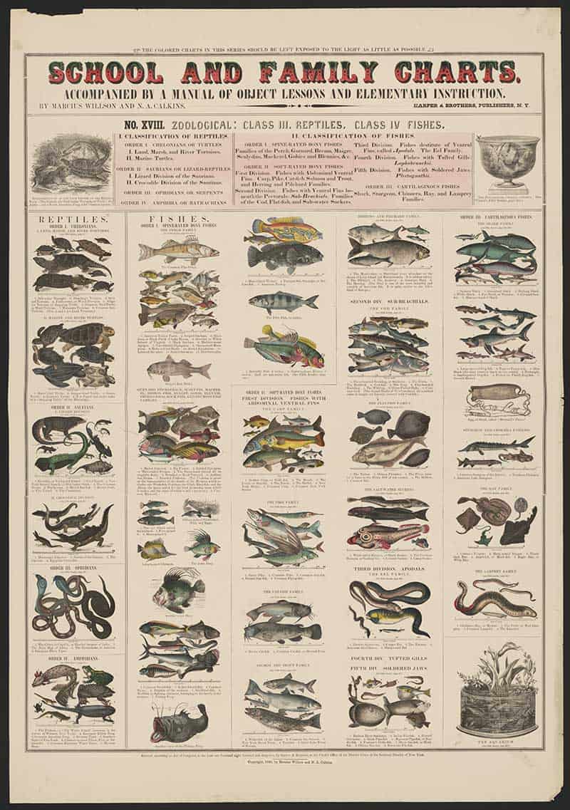 Vintage School and Family Charts zoology print classifying reptiles and fishes, with illustrated lizards, turtles, snakes, sharks and many freshwater and marine fish.