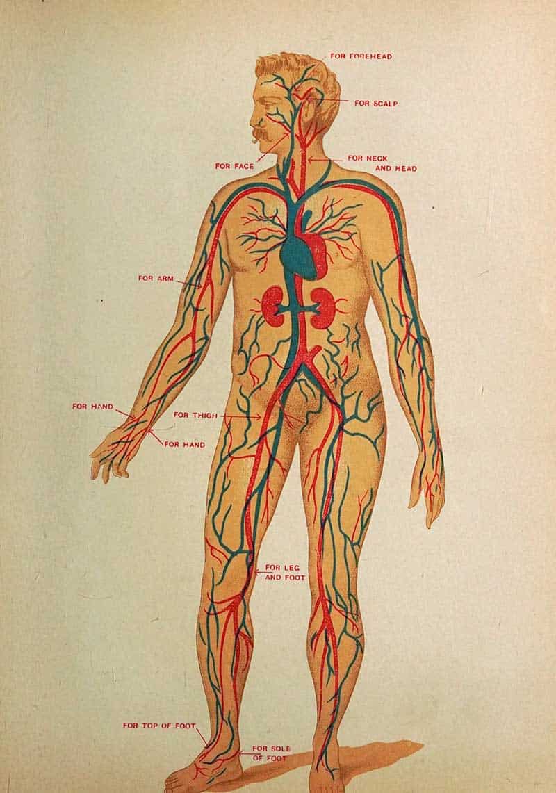 Medicology or Home Encyclopedia of Health blood flow diagram showing arteries and veins throughout the human body