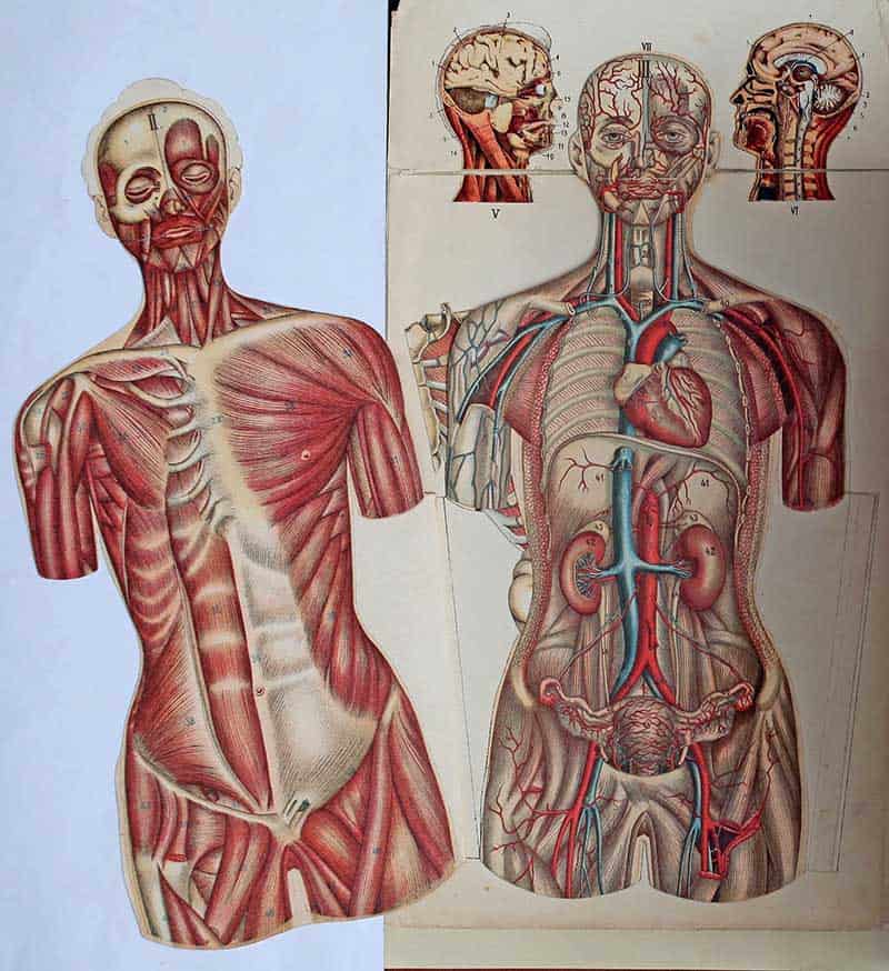 Bilz anatomy plate showing cutaway head, neck, chest, muscles, skeleton, heart, lungs, kidneys, and abdominal organs