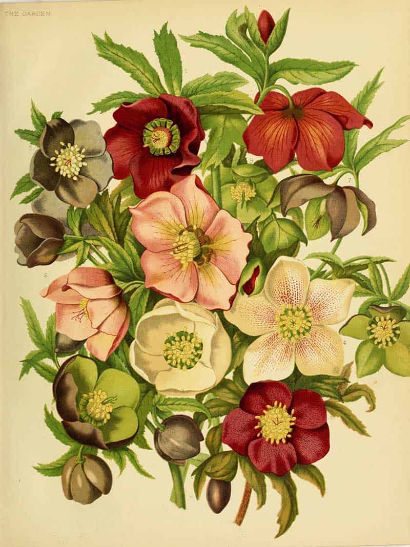 Assorted Christmas rose (Helleborus) flowers in red, pink, white and green, vintage botanical plate from The Garden illustrated horticultural journal.