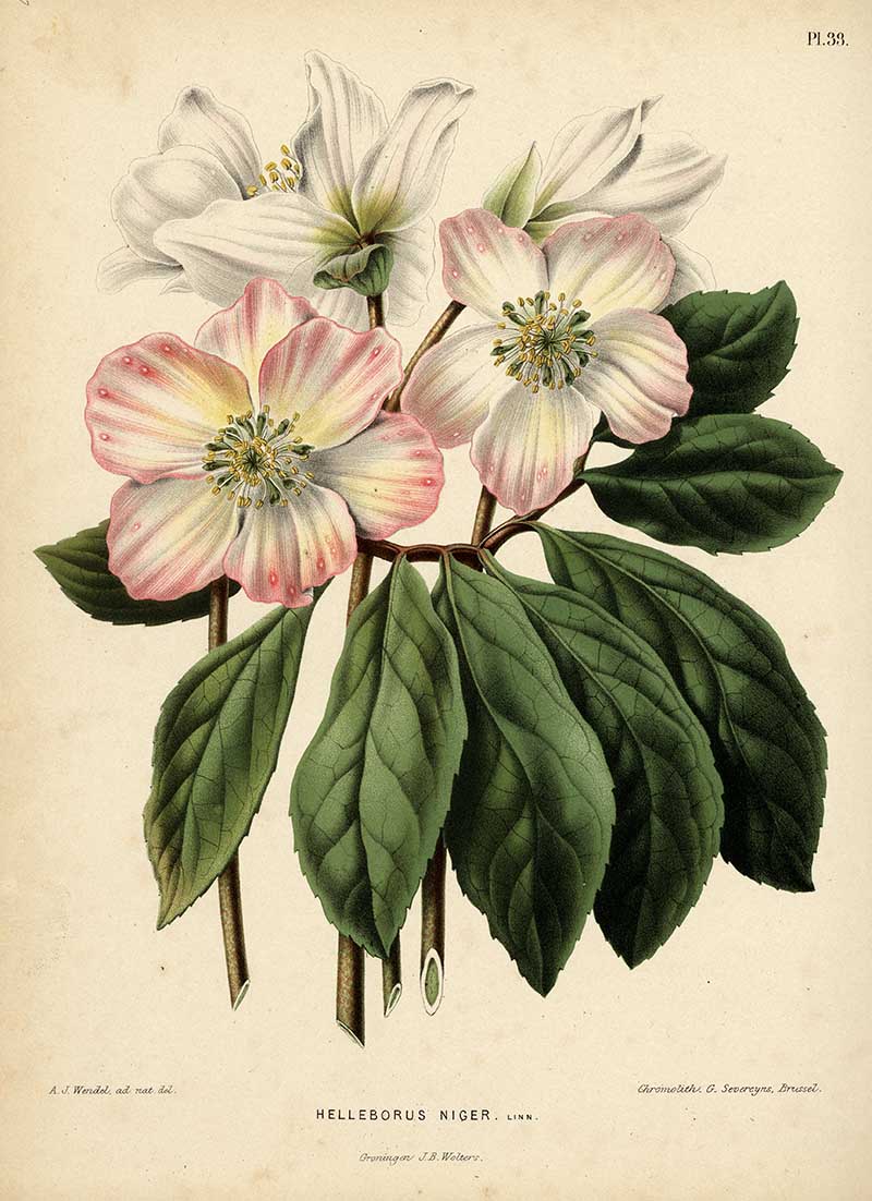 Christmas rose (Helleborus niger) with white and pale pink flowers and dark green leaves, Plate 33 by Abraham Jacobus Wendel from Heinrich Witte's Flora, 1868.