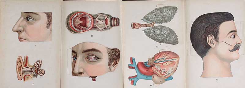 Atlas of Anatomie foldout plate showing nose, ear, eye, lungs, stomach, blood vessels, and a man's side profile