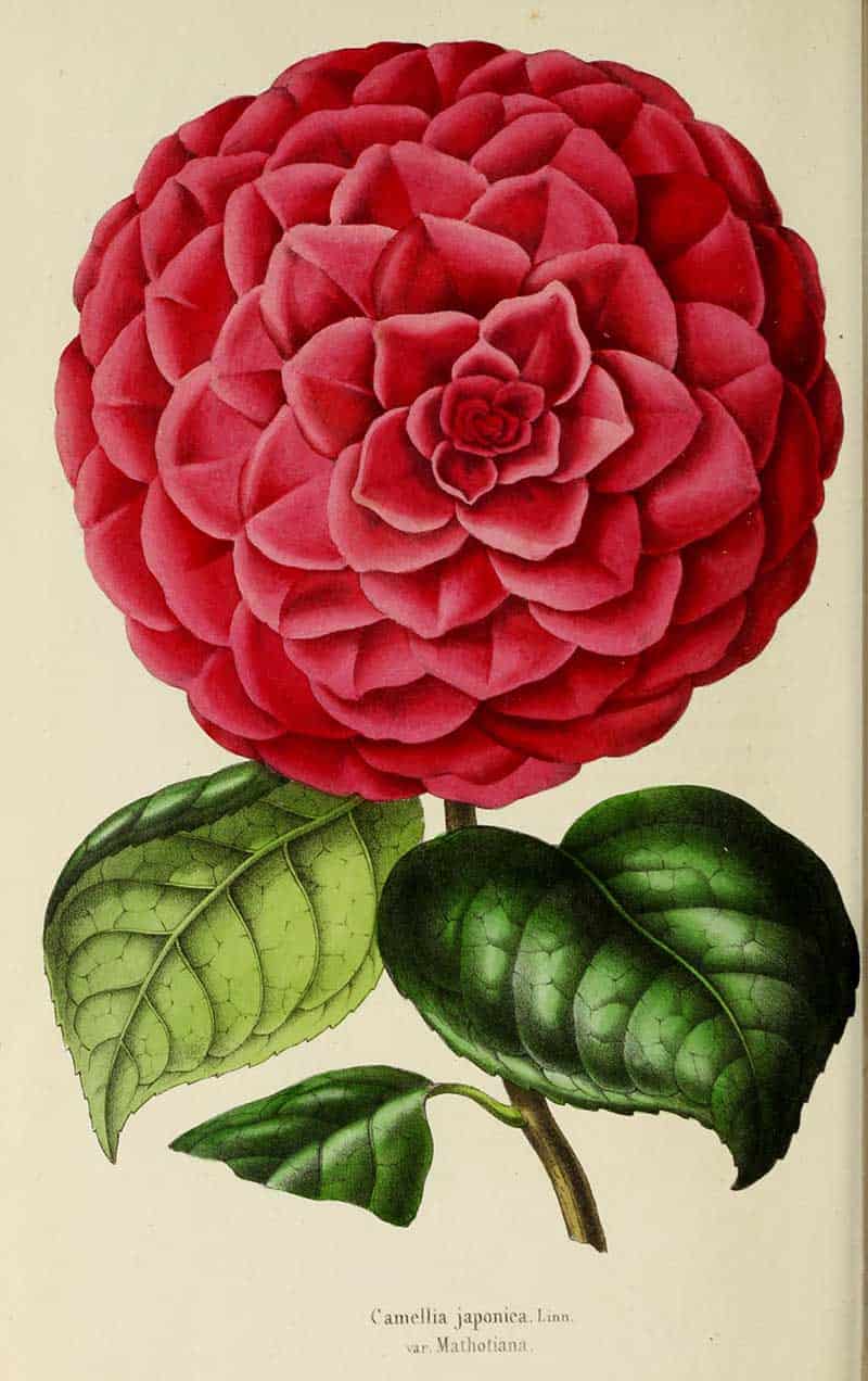 Camellia japonica 'Mathotiana' with a densely layered crimson flower and glossy leaves, from Annales de la Société royale d'agriculture et de botanique de Gand.