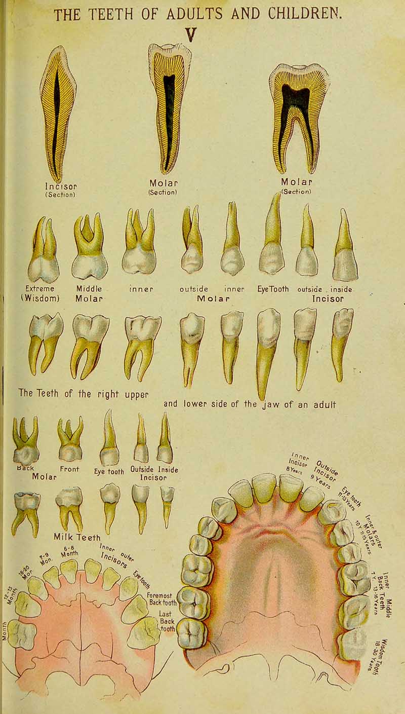 Bilz teeth plate showing adult and children's teeth, molar and incisor sections, wisdom teeth, and jaw diagrams
