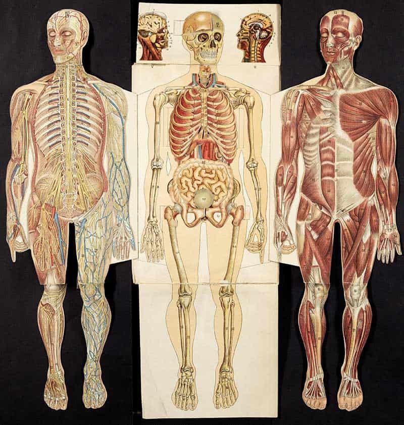 Friedrich Eduard Bilz anatomy foldout showing three full-body figures with nerves, skeleton, muscles, and organs
