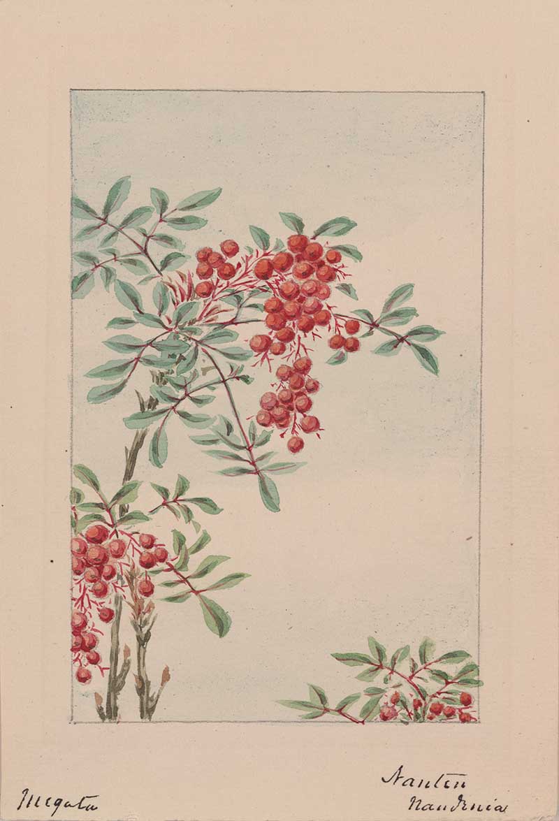 Nandina (Nandina domestica) branch with clusters of red berries, Japanese ink and colour drawing by Megata, circa 1870, from the Library of Congress collection.