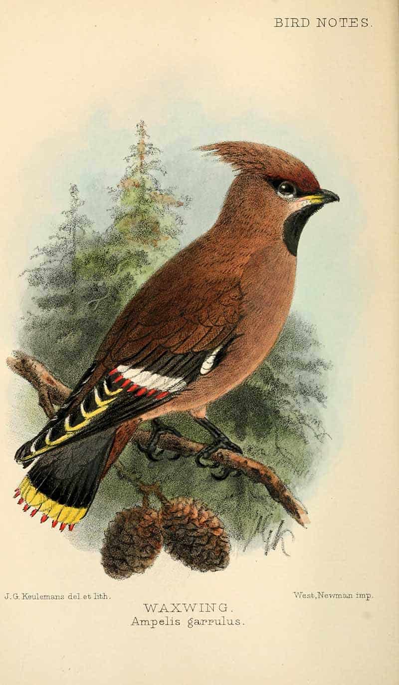 The image shows a vintage botanical illustration of a Bohemian Waxwing (Bombycilla garrulus, labeled as Ampelis garrulus), illustrated by John Gerrard Keulemans