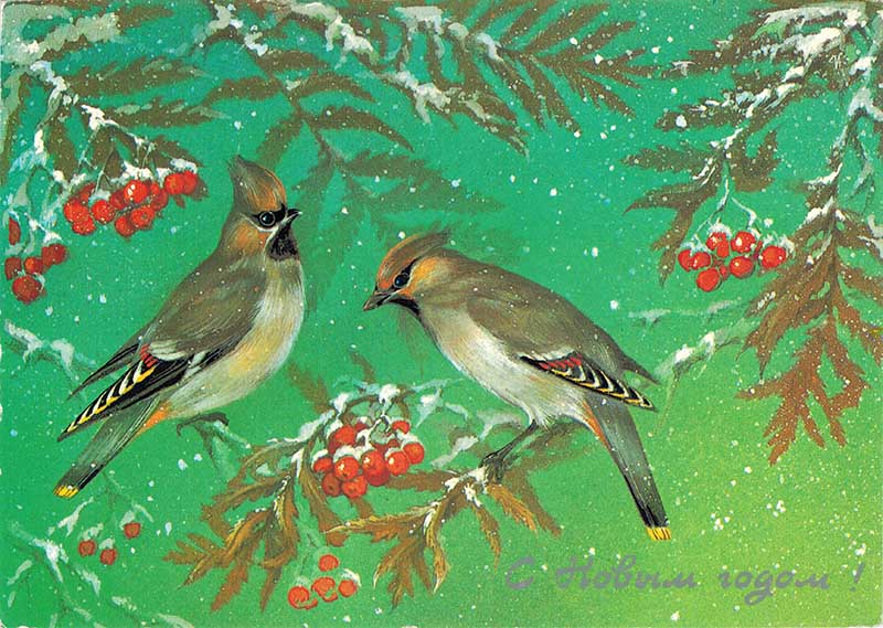 Vintage Russian New Year card showing a pair of waxwings feasting on berries