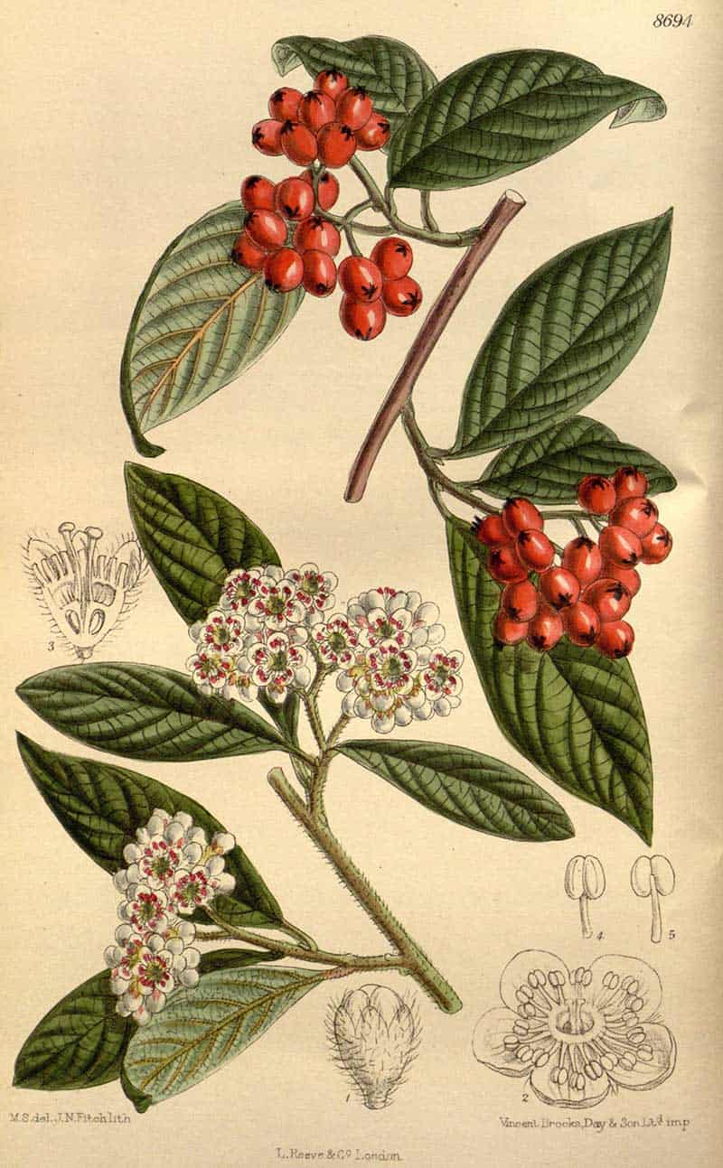 Willow-leaved cotoneaster (Cotoneaster salicifolius var. rugosus) with white flowers, red berries and botanical details, Plate 8694 from Curtis's Botanical Magazine, 1917.