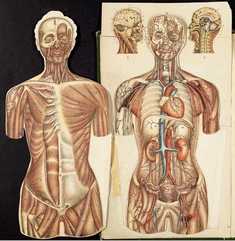 Friedrich Eduard Bilz anatomy foldout showing torso muscles and opened chest and abdomen with heart, lungs, kidneys, and pelvic organs