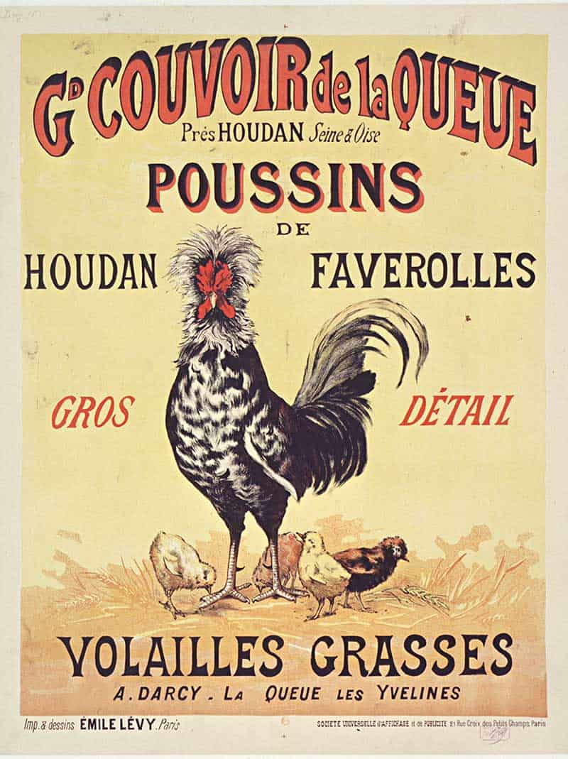 Houdan Chicken French Hen