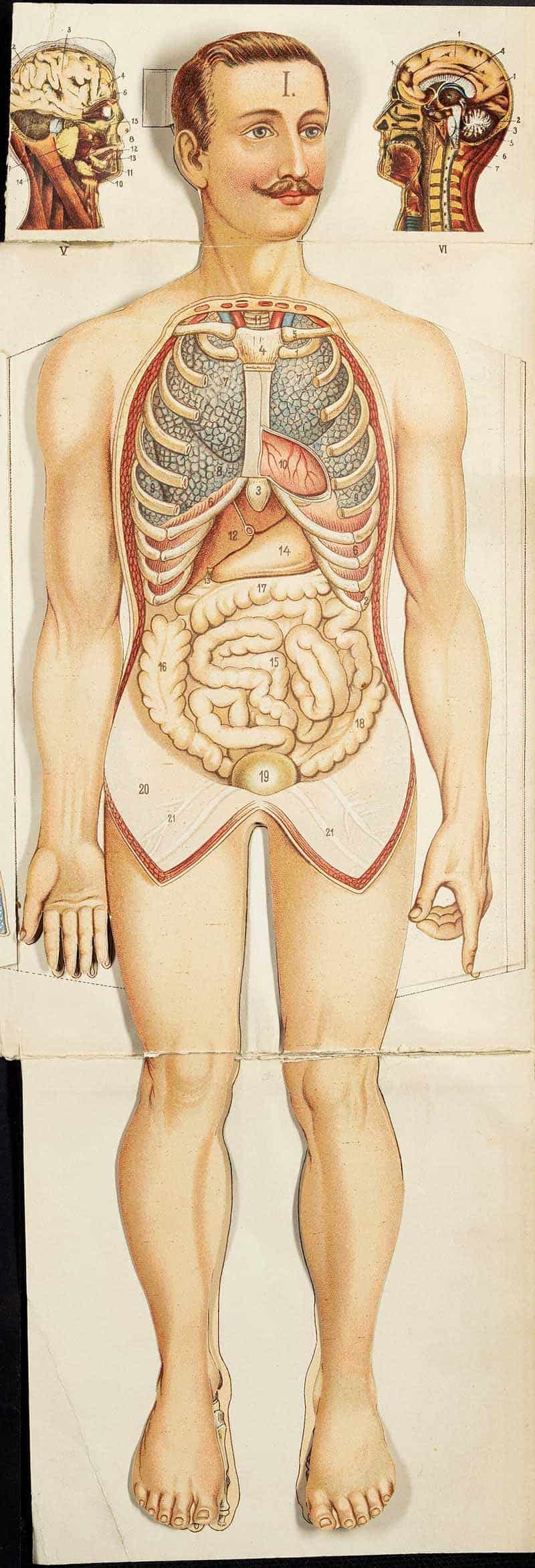 Friedrich Eduard Bilz male anatomical manikin showing lungs, heart, ribs, intestines, and abdominal organs