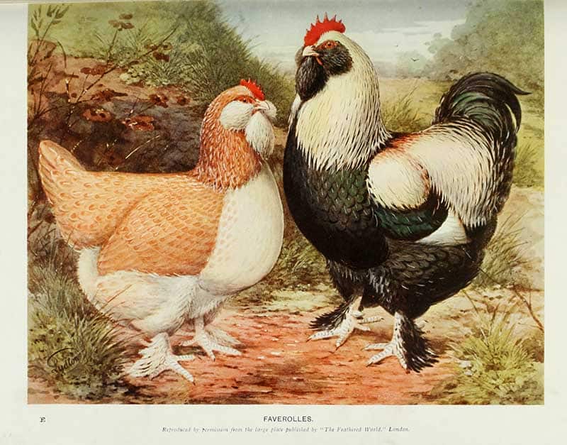 Faverolles and French Hens