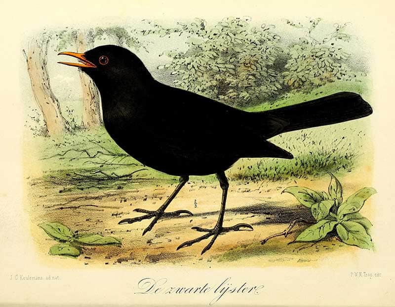 Keulemans Blackbirds winter Christmas bird collection