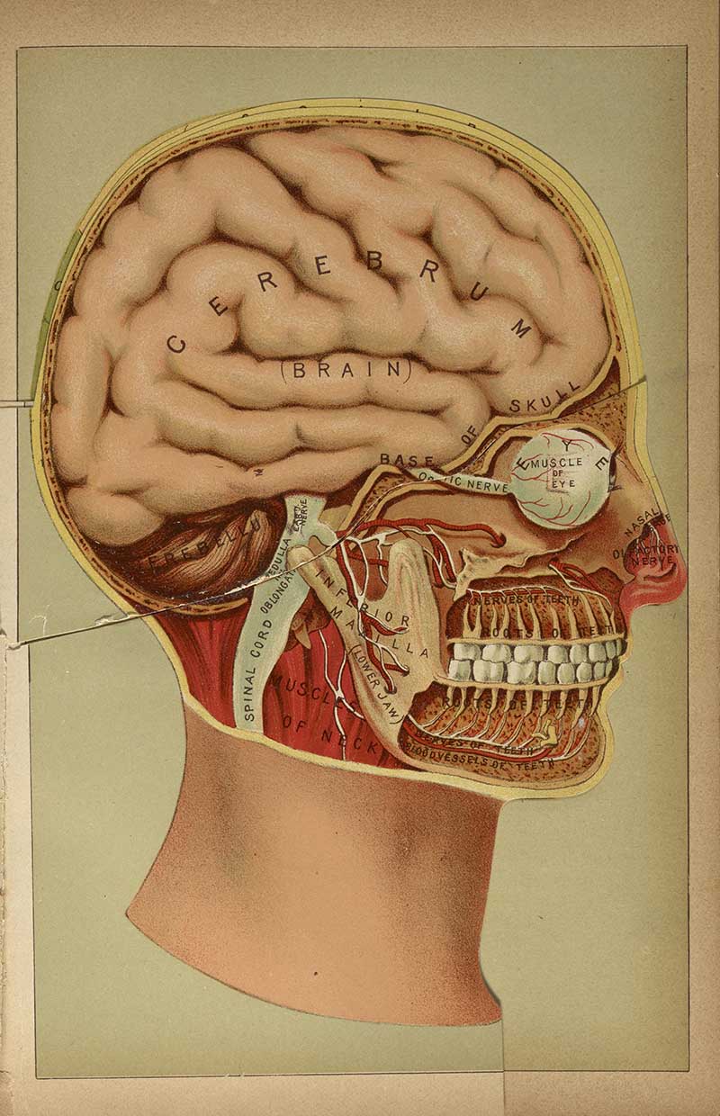 Profile cutaway anatomical head plate showing the cerebrum, skull, eye, and facial muscles