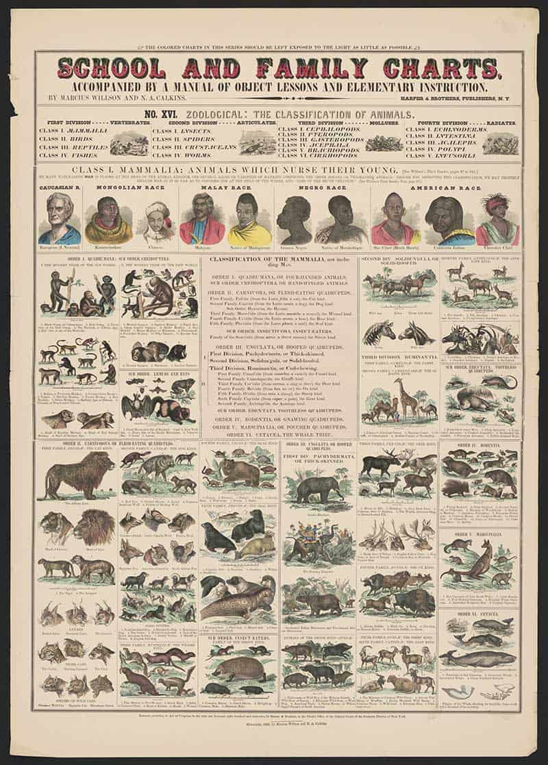 Vintage School and Family Charts zoology print on the classification of mammals, illustrated with human figures and groups of domestic, wild and marine animals.