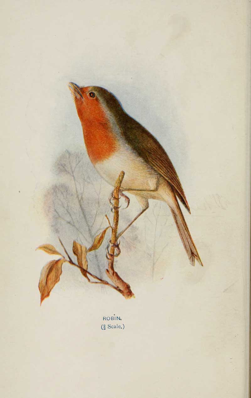 European Robin (Erithacus rubecula) with a bright orange-red breast perched on a leafy twig, illustration from W. Swaysland's Familiar Wild Birds, 1903.