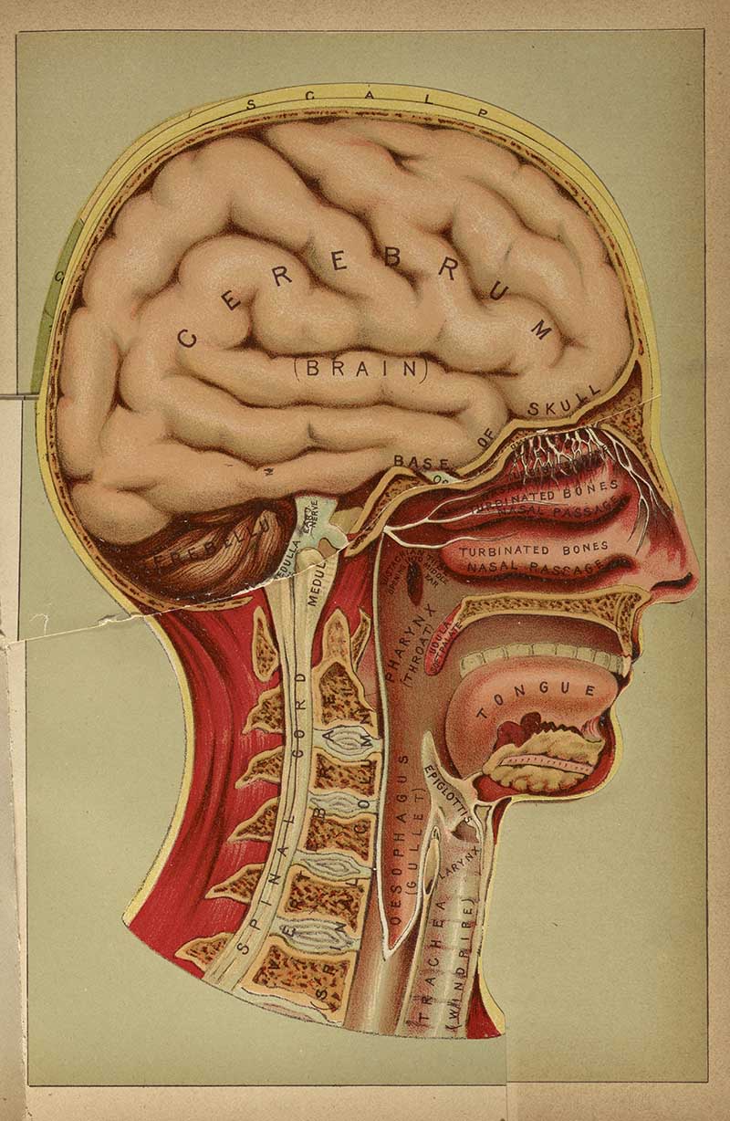 Profile cutaway anatomical head and neck plate showing the cerebrum, tongue, nasal passages, spine, and throat
