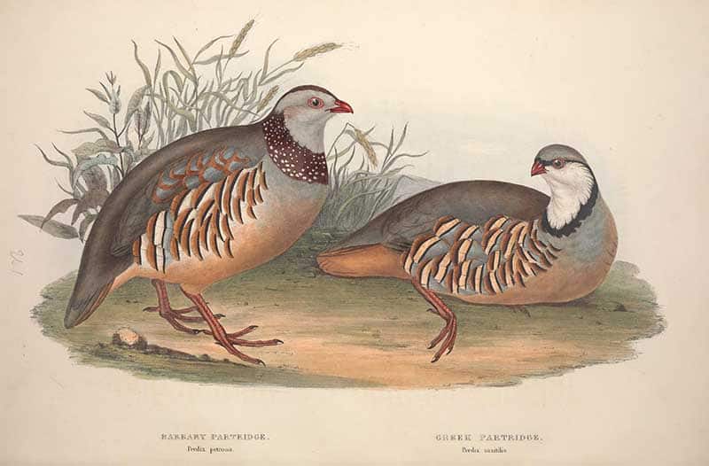 Barbary Partridge (Alectoris barbara) and Greek Partridge (Alectoris graeca) walking on open ground, plate from John Gould's The Birds of Europe (volume IV).