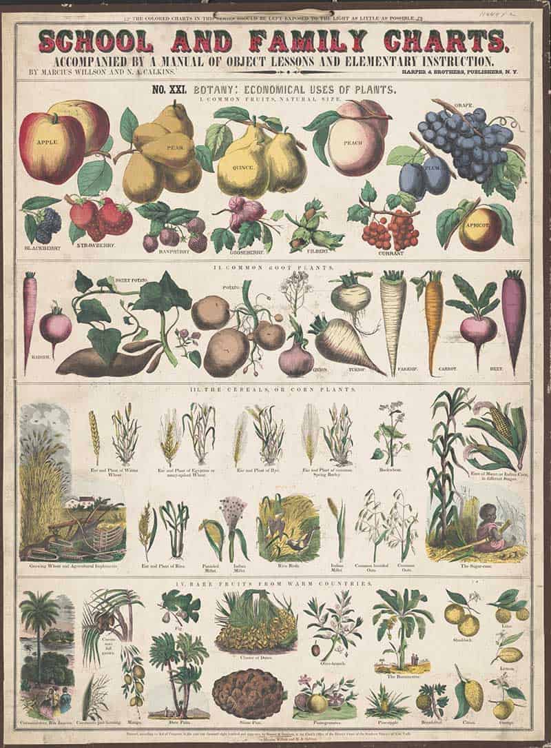 Vintage School and Family Charts botanical print showing the economical uses of plants, with fruits, root vegetables, cereal crops and tropical food plants.