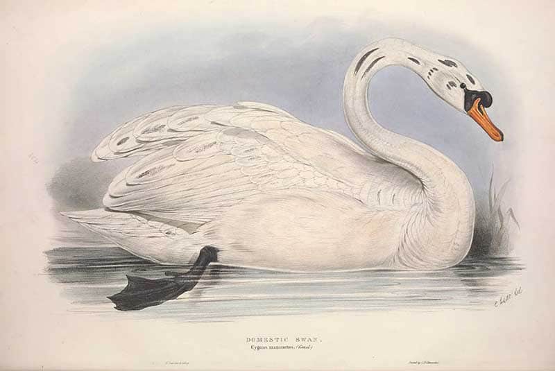 Domestic (Mute) Swan (Cygnus olor) with arched neck and orange bill swimming, plate from John Gould's The Birds of Europe (volume V).