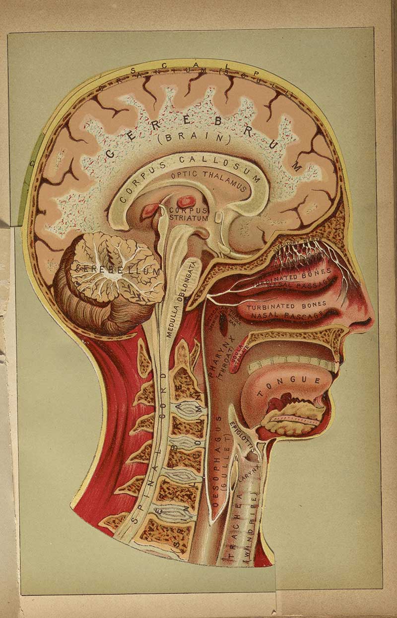 Profile cutaway anatomical head plate showing the cerebrum, cerebellum, corpus callosum, throat, and nasal passages