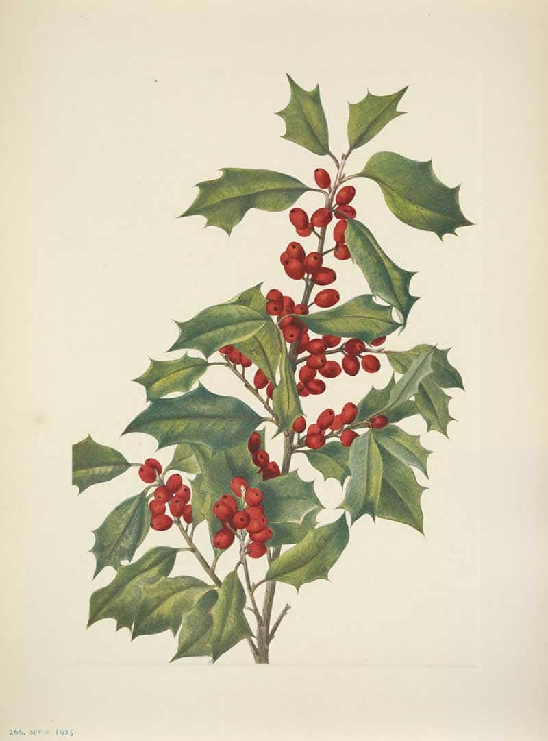 American holly (Ilex opaca) branch with glossy spined leaves and clusters of red berries, painted by Mary Vaux Walcott for North American Wild Flowers, 1925.