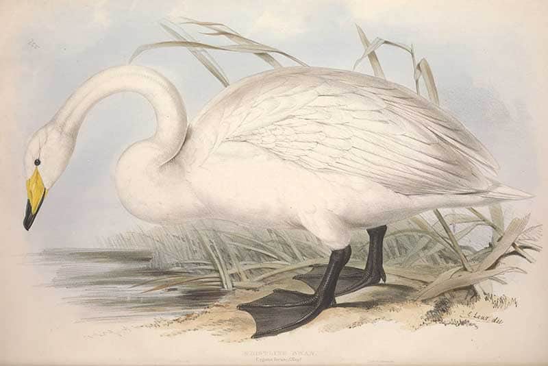 Whistling (Tundra) Swan (Cygnus columbianus) standing on a frozen marsh with a small yellow patch at the base of its black bill, plate from John Gould's The Birds of Europe (volume V).