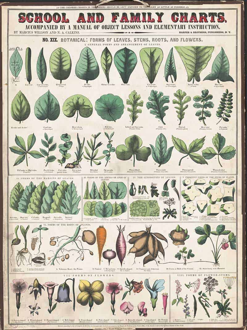 Vintage School and Family Charts botanical print illustrating forms of leaves, leaf margins and veins, roots, stems and many different flower shapes.
