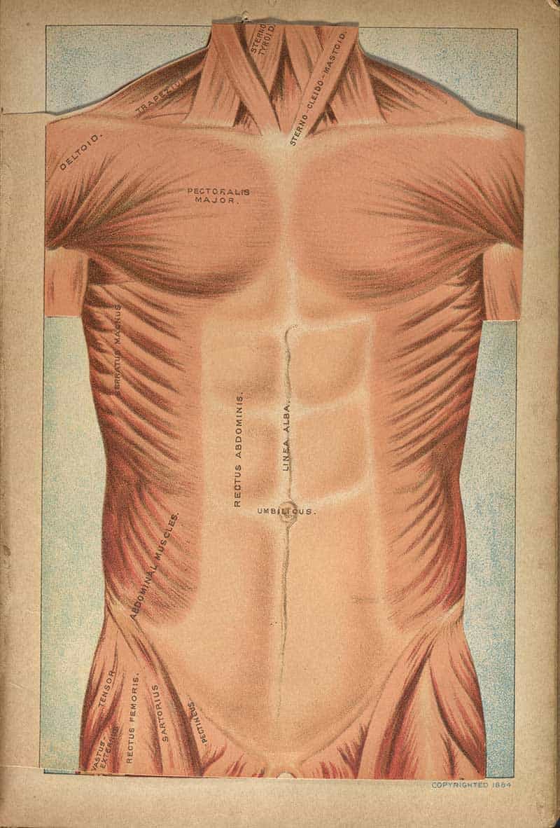 Muscle plate from The Book of Health showing the front of the torso with labeled chest and abdominal muscles