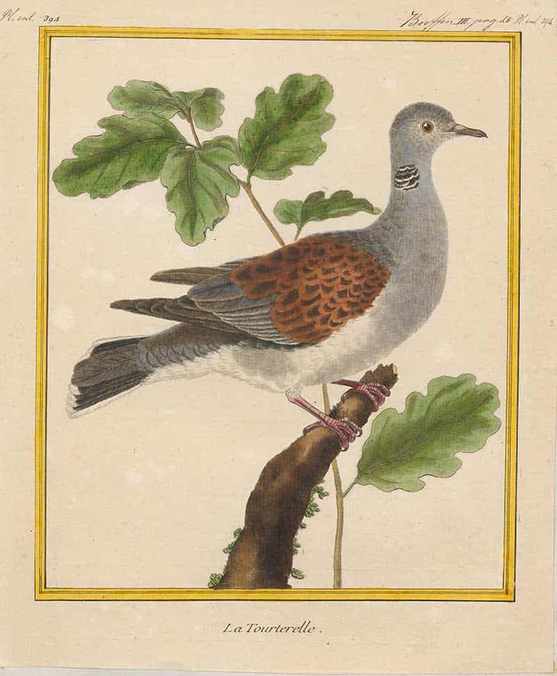 Turtle Dove (Streptopelia turtur) perched amid vine leaves, hand-coloured 'La Tourterelle' plate from the Iconographia Zoologica, University of Amsterdam.
