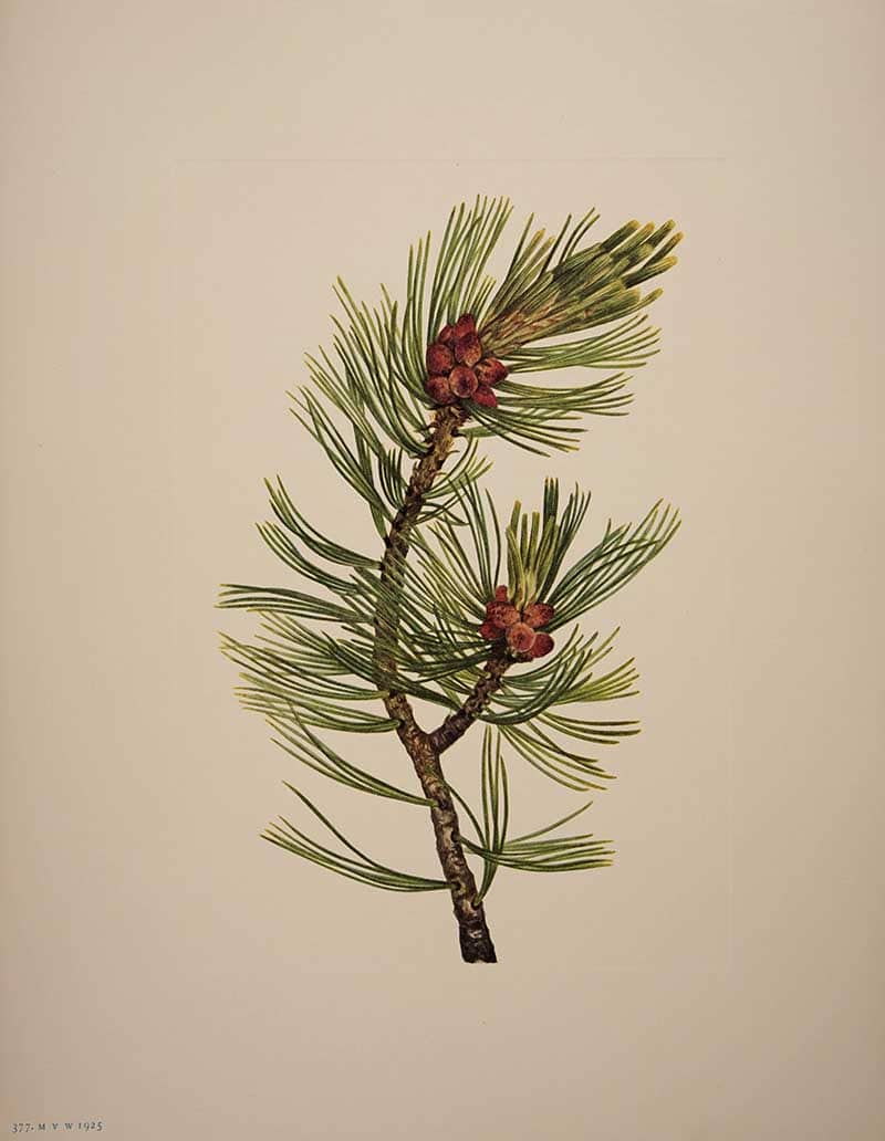 Eastern white pine (Pinus strobus) branch with long slender needles and developing cones, painted by Mary Vaux Walcott for North American Wild Flowers, 1925.