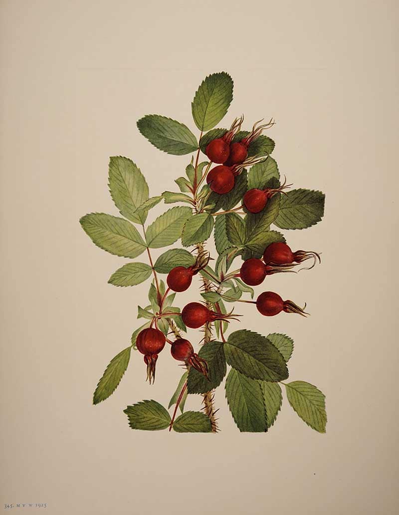 Wild rose branch laden with red rose hips and green serrated leaves, painted by Mary Vaux Walcott for North American Wild Flowers, 1925.