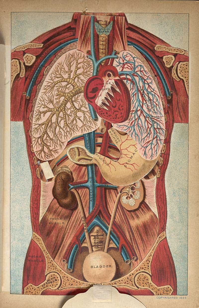 Three-dimensional anatomical diagram of the chest and abdomen showing lungs, heart, stomach, kidneys, bladder, and blood vessels